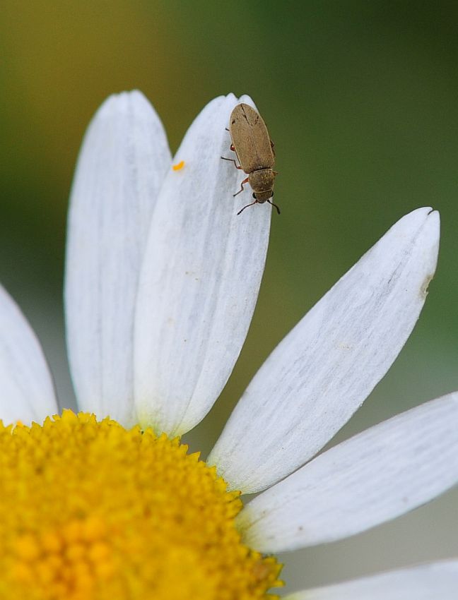 La vita in un fiore: terza parte